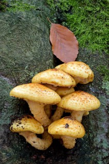 Goldfell-Schueppling