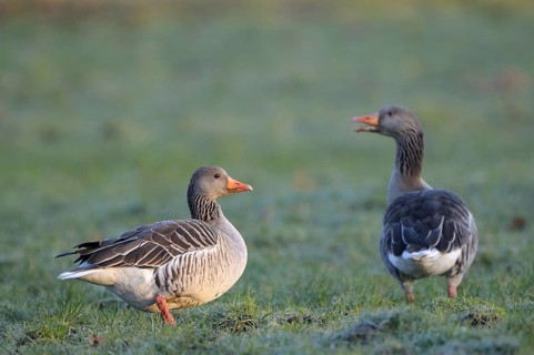 Greylag goose