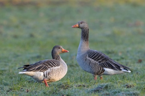 Greylag goose
