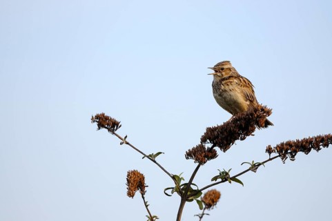 Woodlark