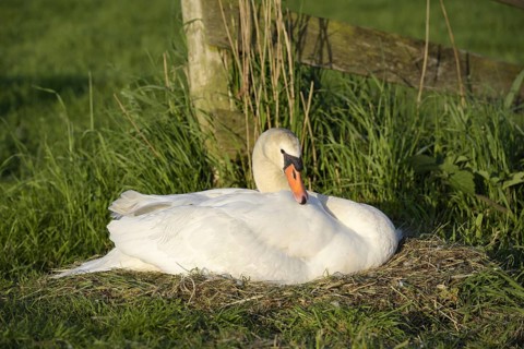 Mute swan