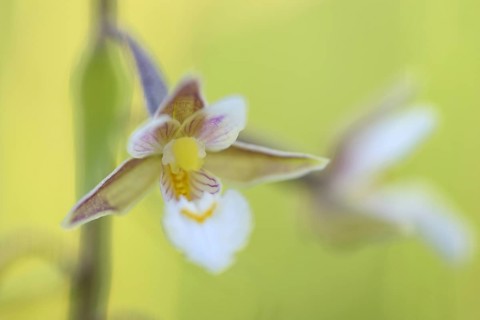 Marsh hellebore