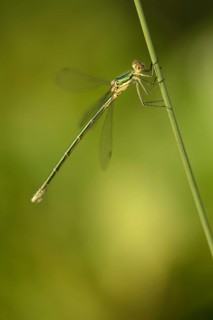 Common rush damselfly