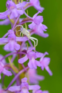 Variable crab spider