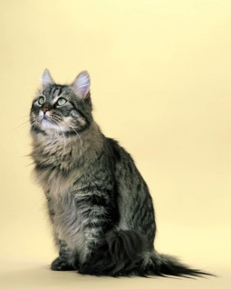 Brown Tabby Maine Coon Domestic Cat Sitting