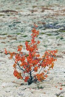 White birch