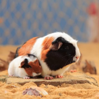 English Crested guinea pig