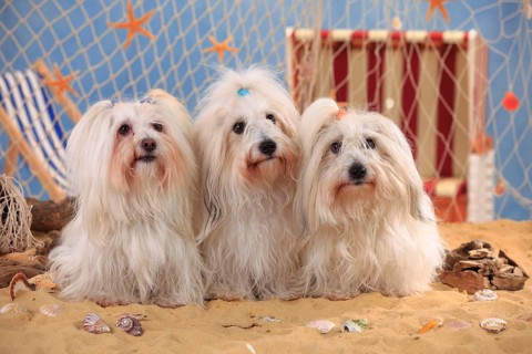 Coton de Tulear