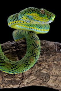 Palawan Pit Viper
