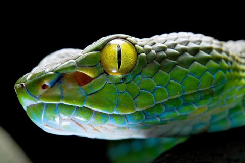 Large eyed Pit viper