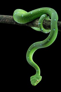 North Philippine Temple Pit Viper