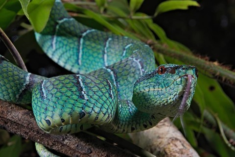 North Philippine Temple Pit Viper