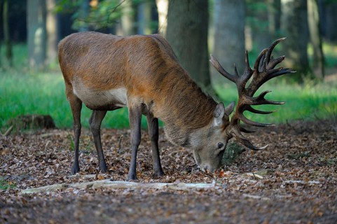 Red deer