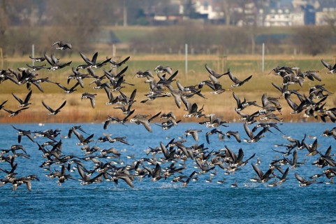 White-fronted Geese