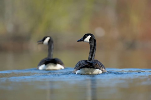 Canada geese