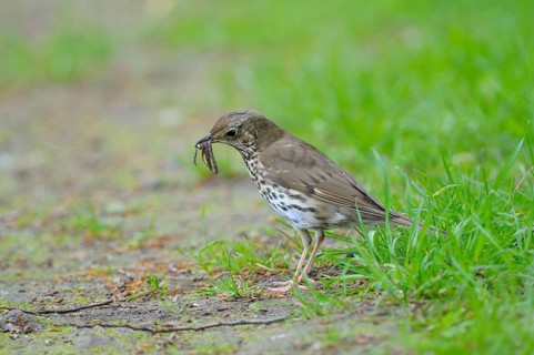 Song thrush