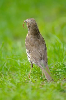 Song thrush