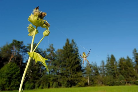 Wasp spider