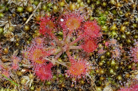 Round-leaved sundew