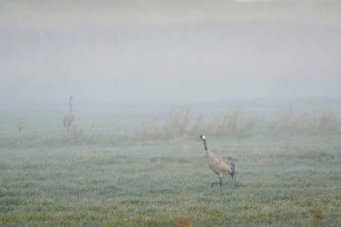 Cranes