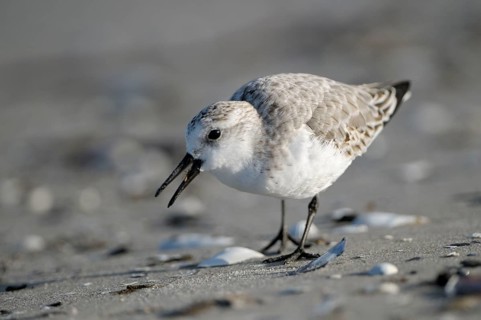 Sanderling