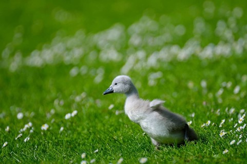 Mute swan