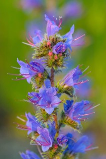Common viper's bugloss