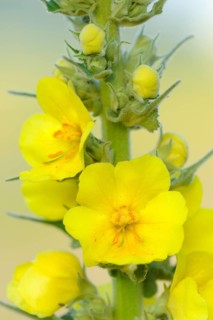 Large-flowered mullein