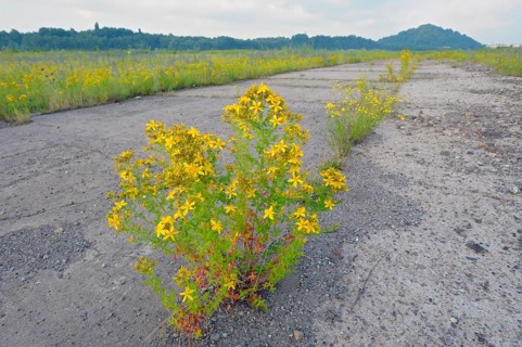 St. John's wort