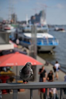Domestic pigeon