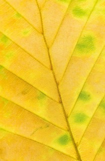 Copper beech