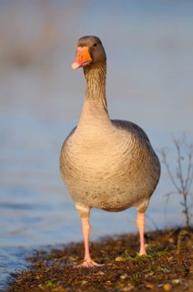 Greylag goose