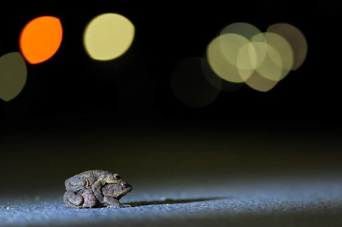 Common toad
