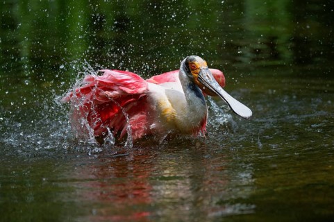 Roseate spoonbill