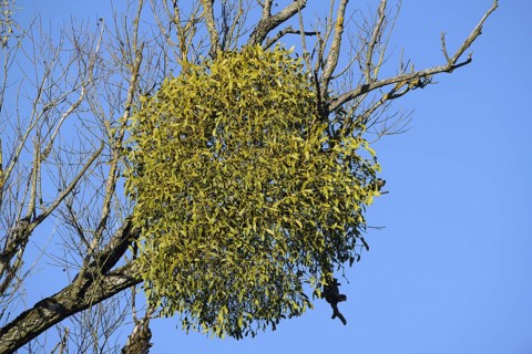 White berried mistletoe