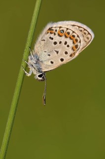 Argus blue butterfly