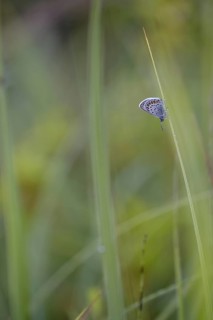 Argus blue butterfly
