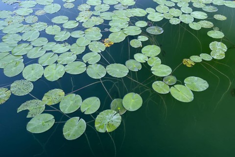 White water lily