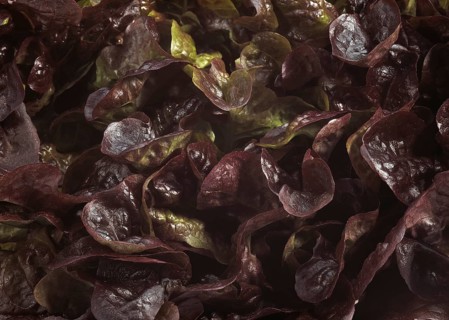 French lettuce called corne de cerf