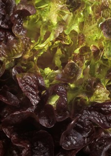 French lettuce called corne de cerf