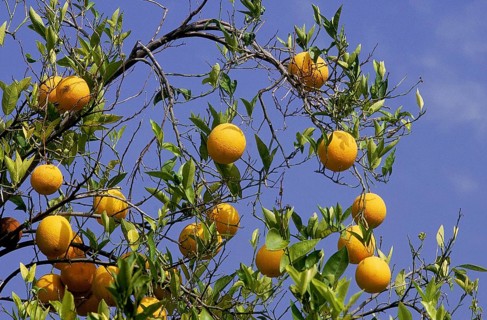 Citrus sinensis