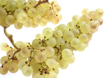 Chasselas White grape