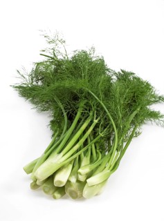 Small fennel