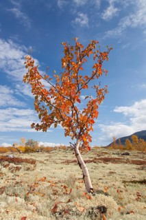 White birch