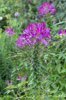 Spiny Spiderflower