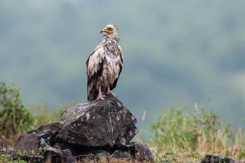 Egyptian Vulture