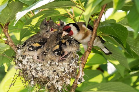 European goldfinch