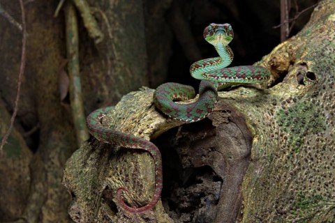 Brown-spotted pit viper