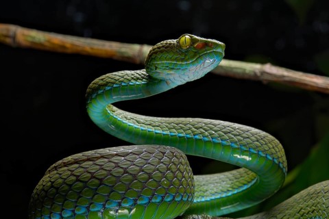 Large eyed Pit viper
