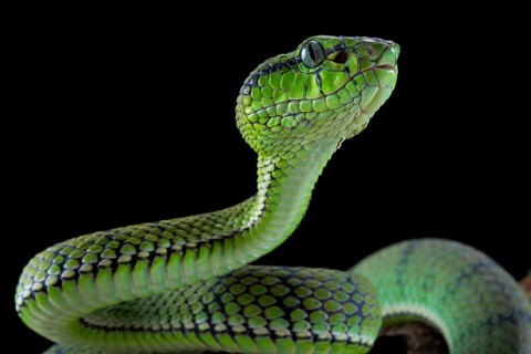 Sumatran Pit Viper